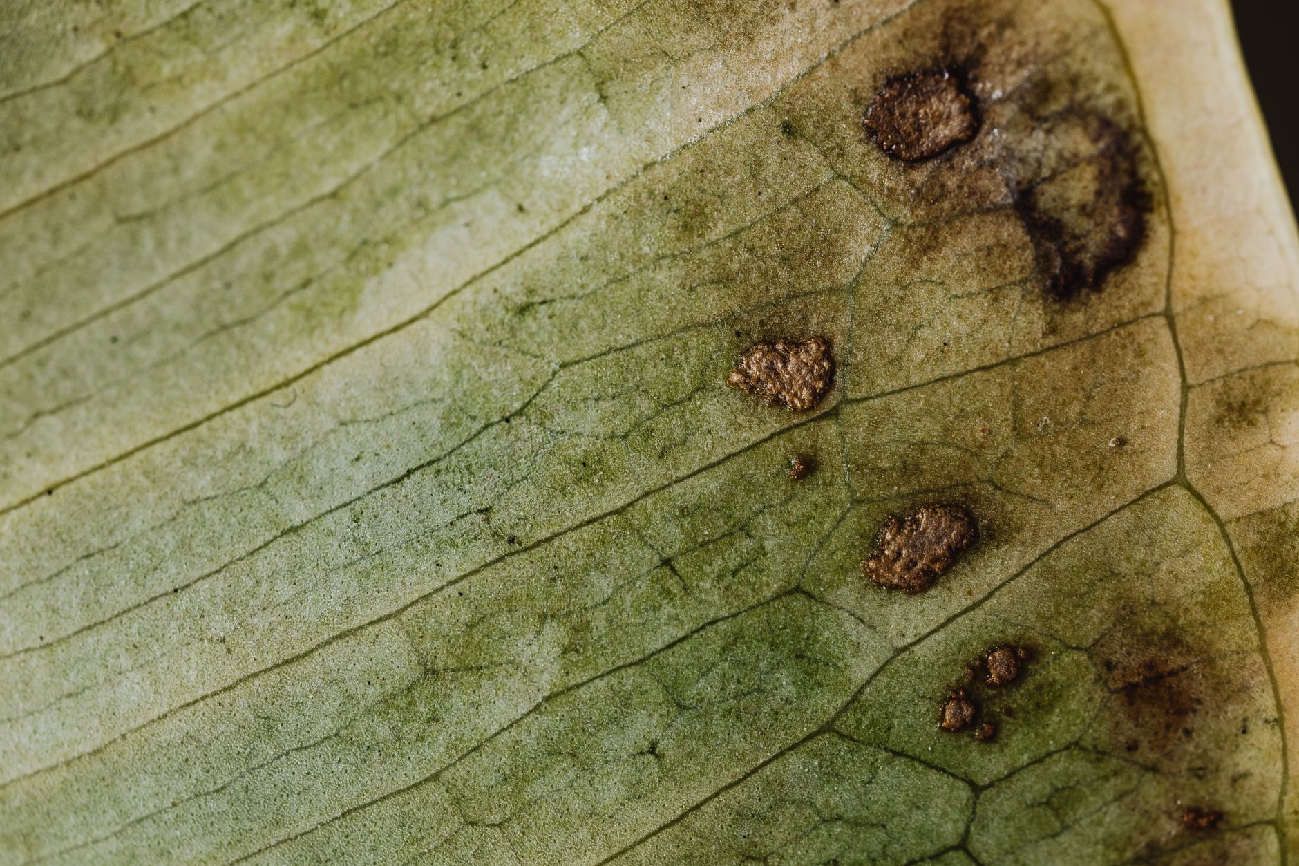 Antracnosis — definición y síntomas en plantas