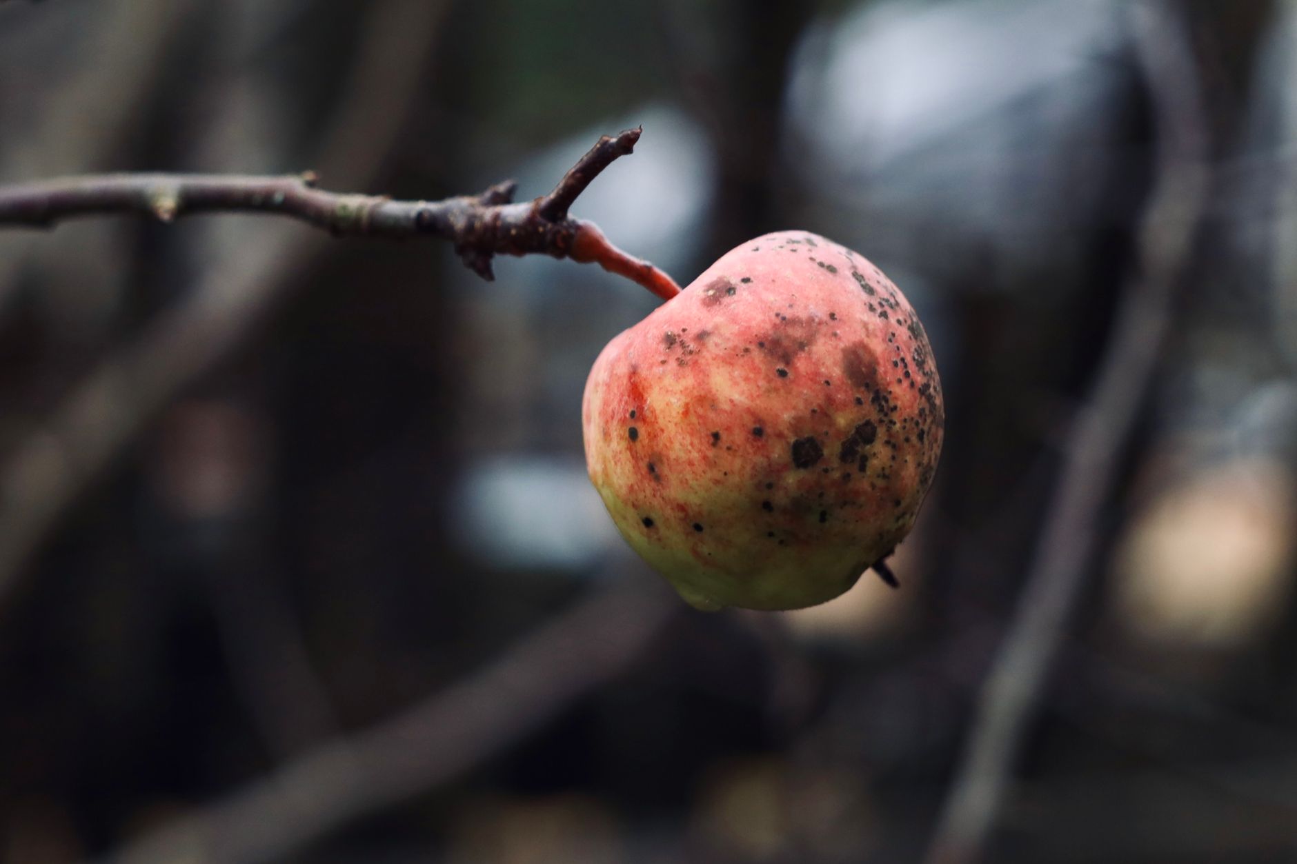 Botrytis — control y prevención en el huerto y jardín