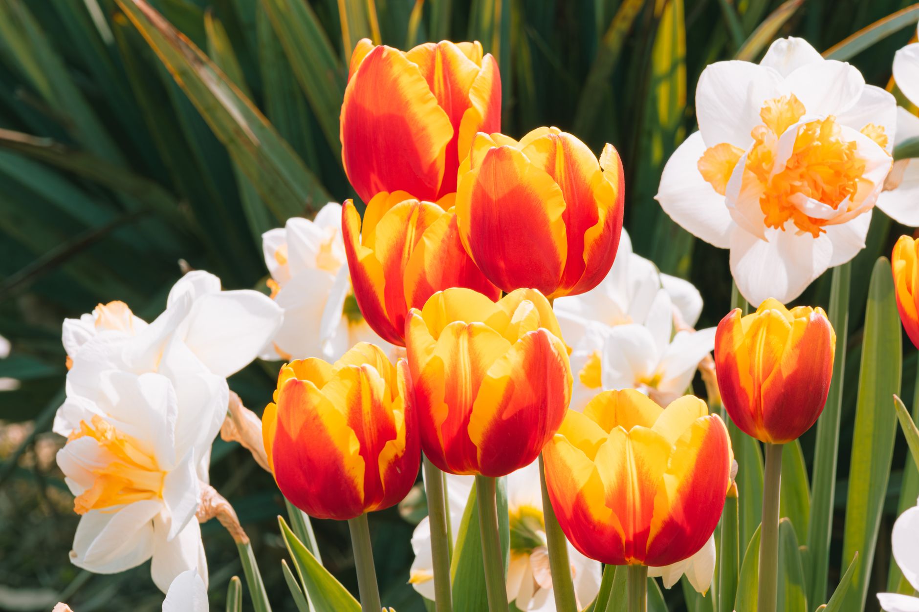 Bulbos Perennes — flores de primavera en jardín