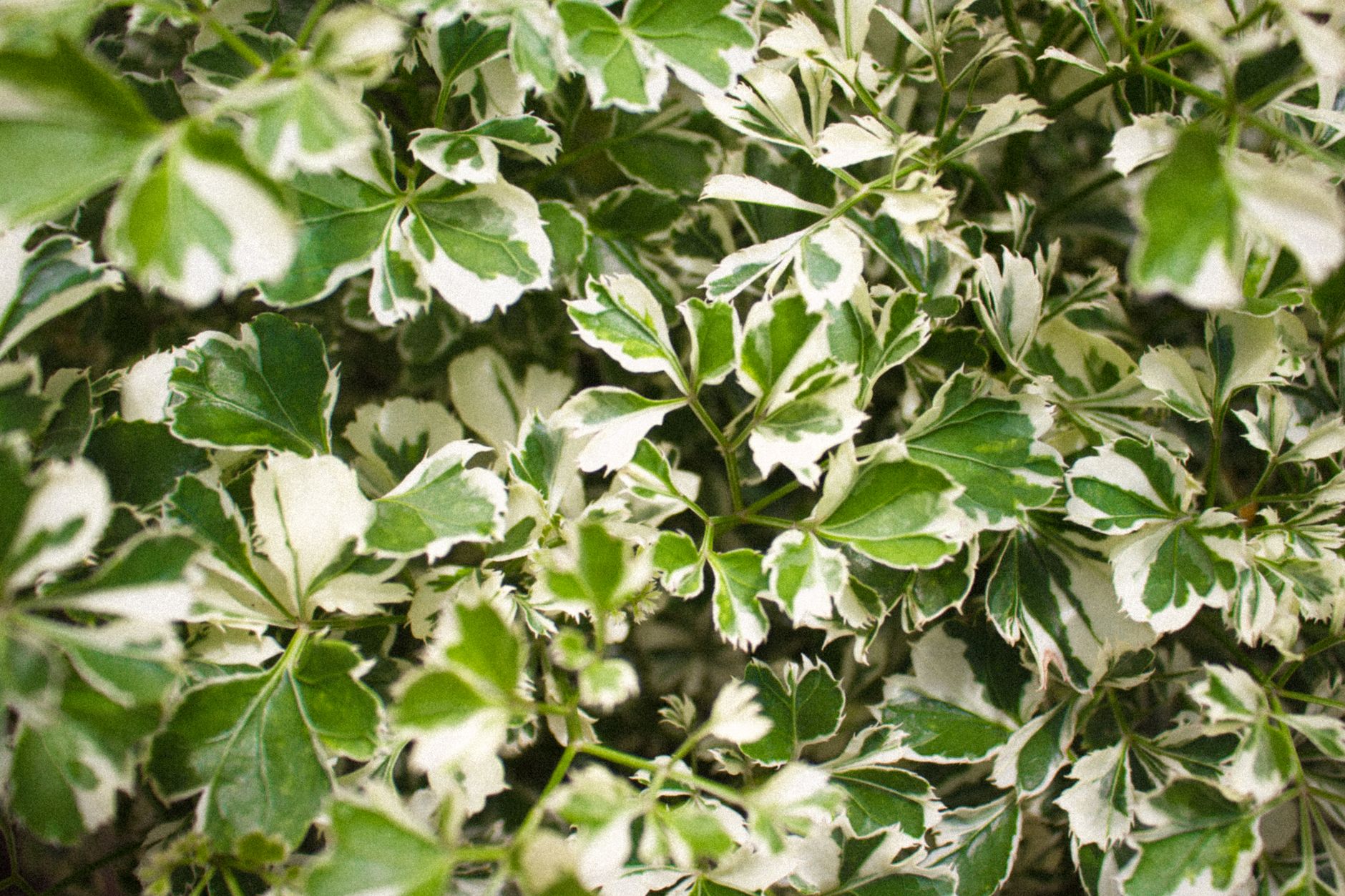 Variegación — patrón de colores en hojas de plantas