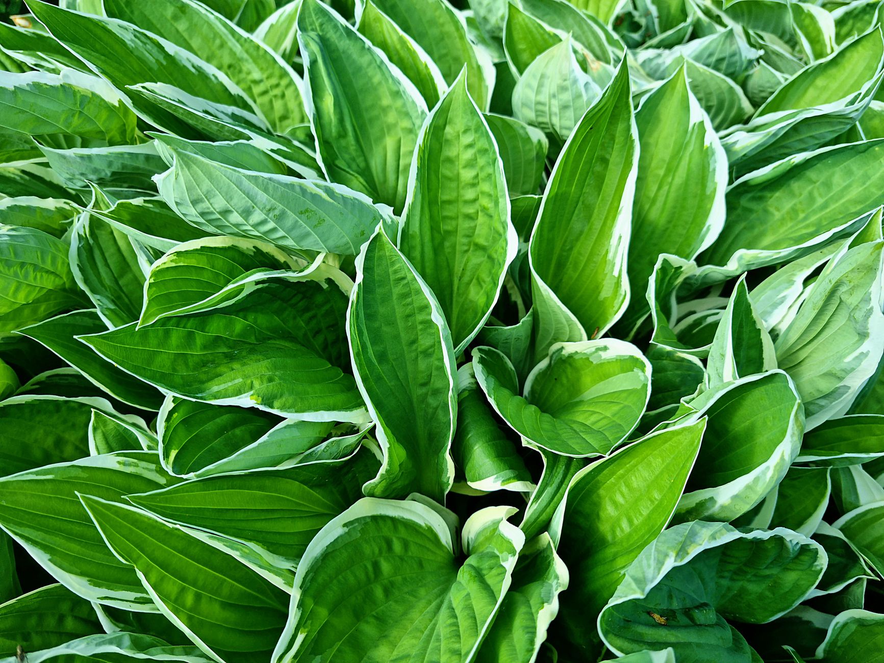 Variegación — detalle de hoja variegada