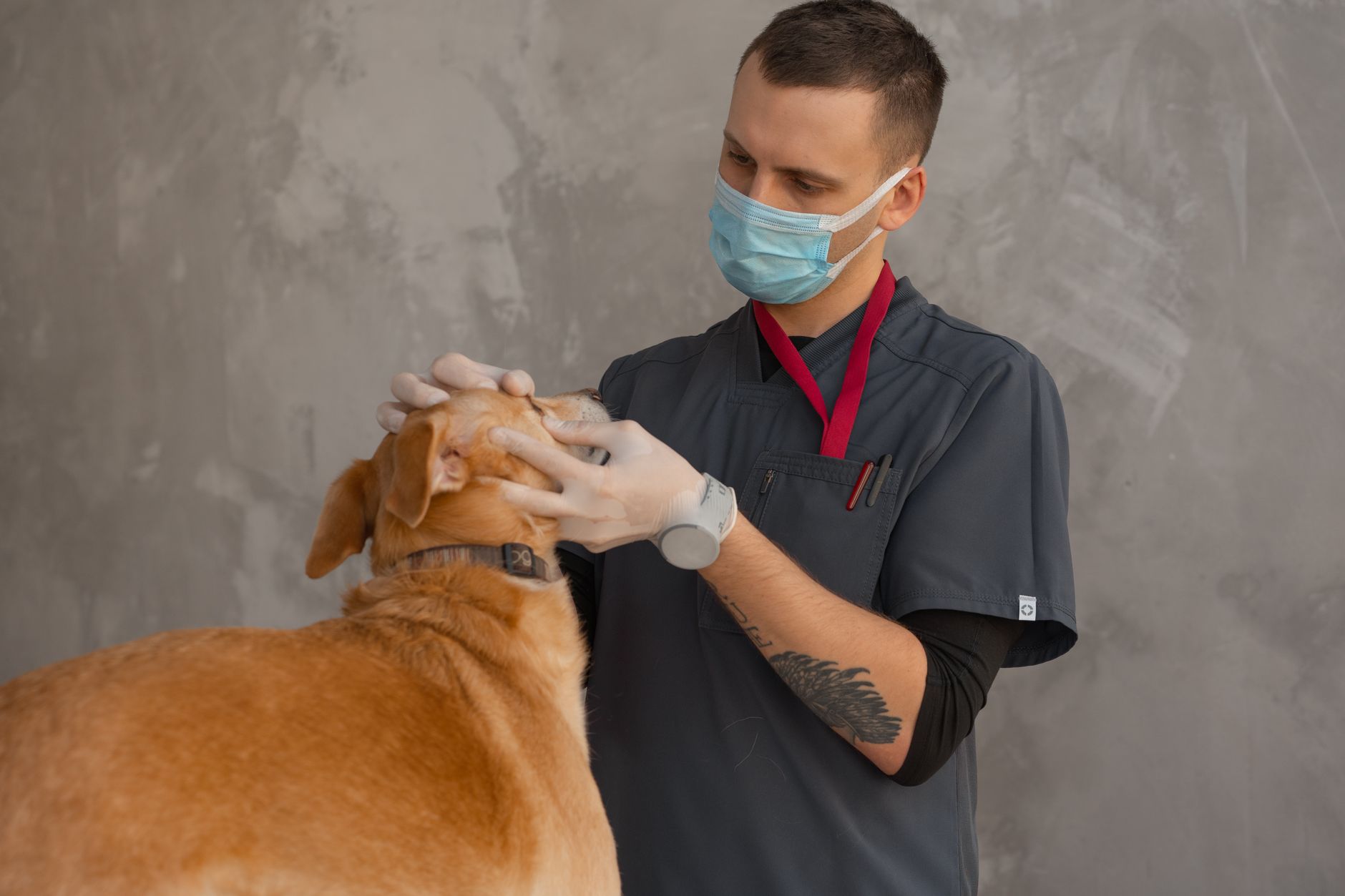 Ehrlichiosis canina definicion